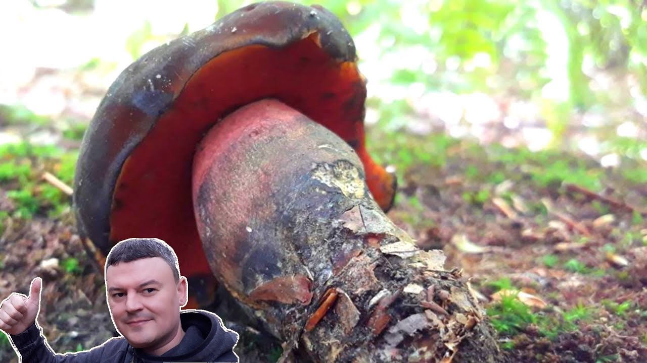 Gljiva Zelenjača - Boletus Luridiformis - Eng. Dotted Stem Bolete