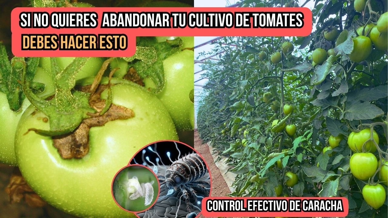 Control perfecto de caracha en cultivos de tomates desde el día de la siembra