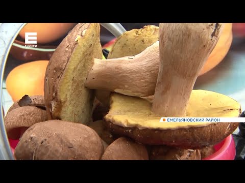 Грибной сезон в Красноярском крае начался на месяц раньше обычного