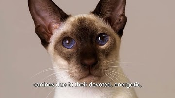 Siamese Cat 101: Unveiling the Elegance and Personality | Ultimate Siamese Cat Breed Review