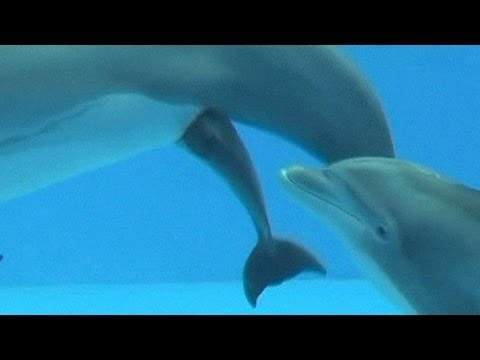 Video: ¿Cómo se llama un delfín bebé?