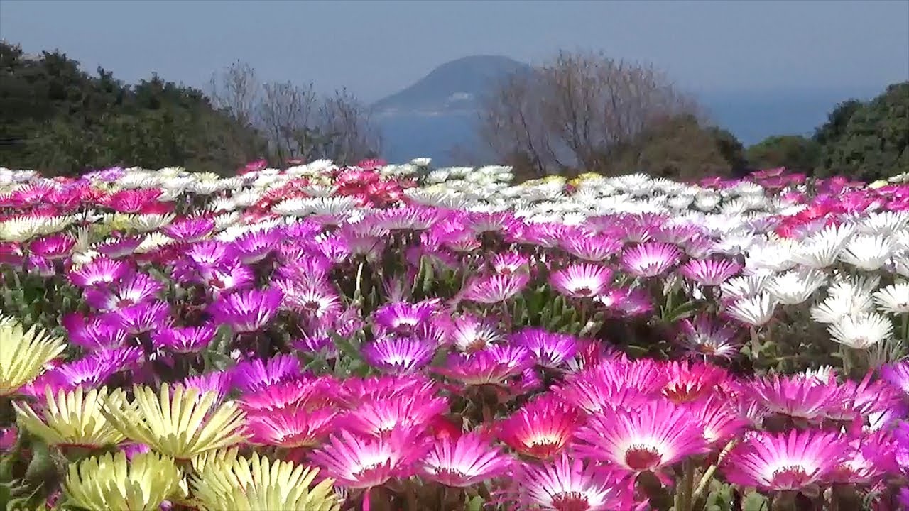 南アフリカ原産のリビングストンデージー見ごろ 福岡 能古島 Youtube