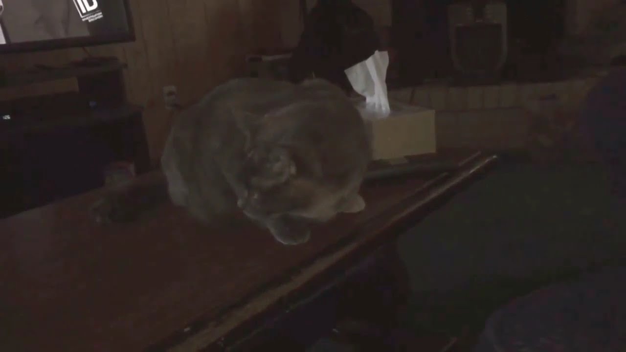 Valerie, my cat, won’t stop licking the table YouTube