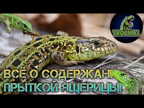 Всё о содержании прыткой ящерицы! Прыткая ящерица. Содержание ящерицы. Ящерица.