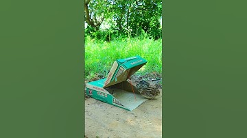 Best Create Bird Trap Technique - Quail Trap #Creative bird trap #shorts