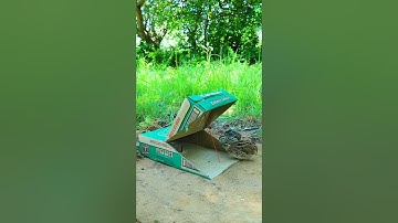 Best Create Bird Trap Technique - Quail Trap #Creative bird trap #shorts