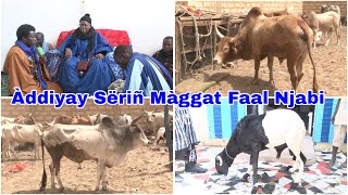 Sëriñ Màggat Faal Njabi Jébbal na Sëriñ Fàllu Faal moom Sëriñ Móodu Aminta 2i Nak akum Xar Ci.......