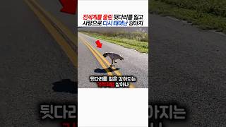 전세계를 울린... 사랑으로 다시 태어난 강아지