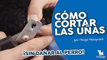 ¿Por qué no debe cortar las uñas a su perro?