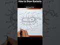 Come Disegnare La Struttura Di Una Cellula Batterica Cortometraggi Diagramma Batteri Come Disegnare La Struttura Di Una Cellula Batterica Cortometraggi Diagramma Batteri