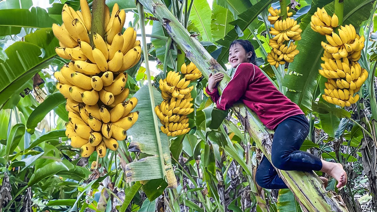 17 Year Old Girl : Harvest Wild Bananas Go To Market To Sell - Garden ...