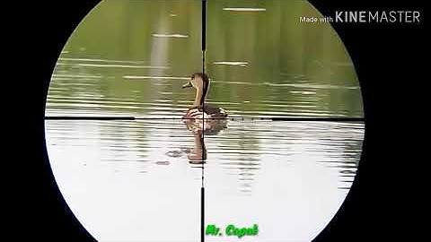 Berburu Burung Belibis dan hama tambak