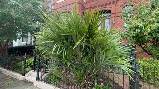 Massive many-trunked needle palm in Washington, D.C.