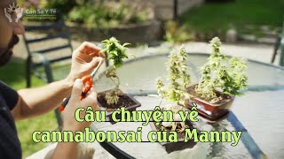 Câu chuyện về cannabonsai của Manny 🌳