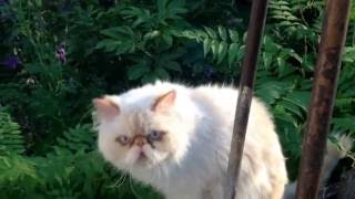 Кот со смешной мордой, смотреть интересное видео про животных.The cat with a funny face. Кот со смешной мордой, смотреть интересное видео про животных.The cat with a funny face.