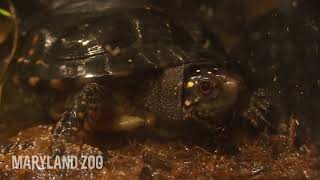A Long Winter’s Nap: Helping Herps Prepare for Brumation