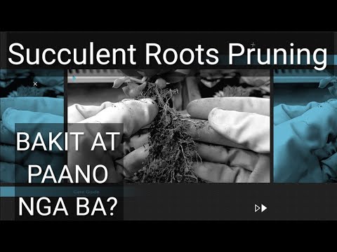 Video: Paano Mag-Prune ng Succulent Plant: Mga Tip sa Pruning Succulent Plants