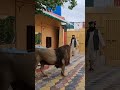 Ш ЫЊЪЇШ ШґЫЊШ Щ ШЇШ Ш ЫЊ ШіЩЃШ Ш ШґЩ Щ Ъ Щ рџ Ѓвњ рџЏ рџ рџ Afghanistan Ш ЫЊЪЇШ ШґЫЊШ Щ ШЇШ Ш ЫЊ ШіЩЃШ Ш ШґЩ Щ Ъ Щ рџ Ѓвњ рџЏ рџ рџ Afghanistan