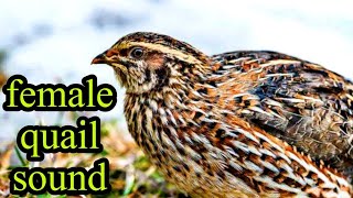 Female quail sound | madi batair awaz | batair bulara