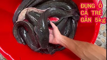 Câu Cá Rô Đồng - Đụng Ổ Cá Trê Gần 5Kg Và 1 Con Cá Trê Bạch Tạng (p5) - Hoàng Trúc fishing