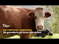 Así funciona un modelo de ganadería de leche sostenible - TvAgro por Juan Gonzalo Angel