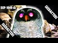 SCP-1049 "Bonetaker Owl" – The Owl That Steals Your Bones | SCP Decoded Reading