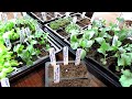 Indoor Seed Starting Tips for Cool Weather Crops: Planting Methods, When to Start & Thin Them & Tips