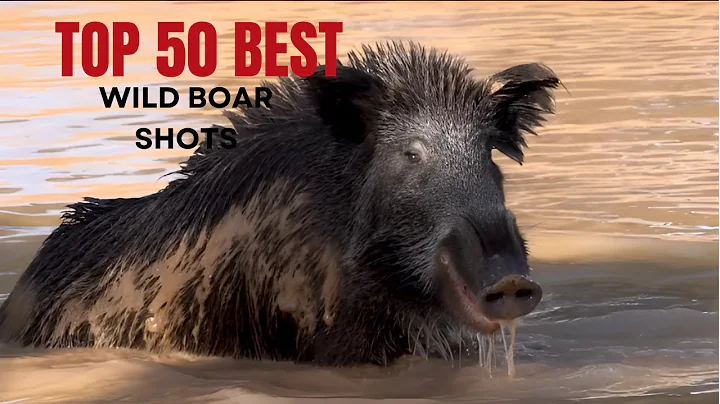 TOP 50 Best Wild Boar Hunting Kill Shots by Hunters 2025 #boarhunting #wildboar  #hunting