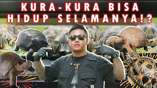 INI DIA MITOS DAN FAKTA PELIHARA KURA-KURA❗ BISA HIDUP SELAMANYA❗❓
