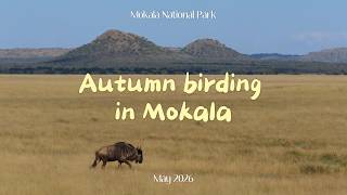 Autumn Birding In Mokala National Park