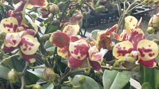 Download Lagu Anggrek bulan mini 85rb ready arif bunga soso 085664673196 MP3