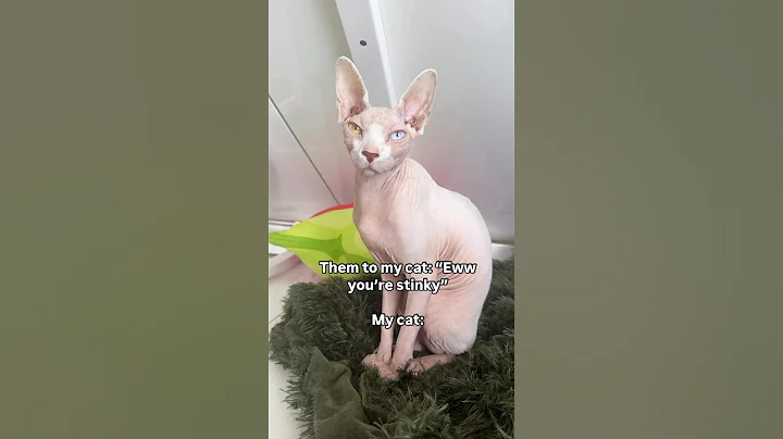 Video 11592131: chicken sphynx cat, sphynxcat, perfect cat