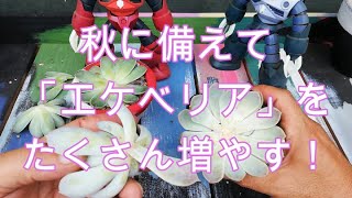 秋に備えて多肉植物のコナリとメキシカンスノーボールを増やすことにした！