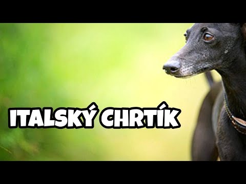 Video: Italský Chrtík: Rysy Plemene