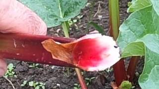 Gardening tip: How to pull rhubarb