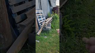 Czwarty Orzeszek Z Lasów Ranka Zwierzęta