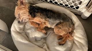 Francesca the Cute Yorkie Finds Bliss in Her Morning Nap