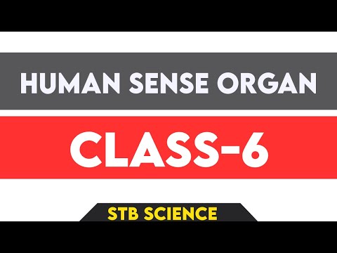 Sense Organ Eye.human sense Organ,Sense organ in human. - YouTube