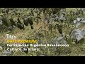 Café Premium: Fertilización Orgánica Revoluciona Cultivos de Altura - TvAgro por Juan Gonzalo Angel