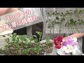 ガーデニング　パンジーのさし芽　花　パンジーの色が薄くなる原因