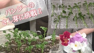 ガーデニング　パンジーのさし芽　花　パンジーの色が薄くなる原因