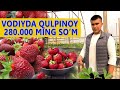 Vodiyda Qulpinoy Biznesi