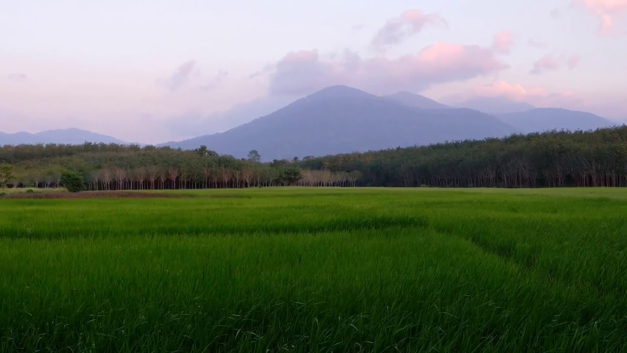 เฟิร์น ข้าหลวง ค อบ บ ร้า