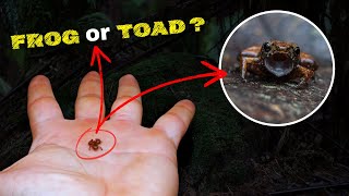 "Frog or Toad? Stop Getting It Wrong! Here's the Difference"