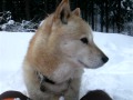 大雪の中、もう進めません♪(Hokkaido Dog) の動画、YouTube動画。