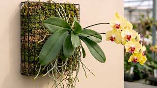 Stop Using Orchid Soil! This Method Grows New Roots Fast & Blooms More screenshot 1