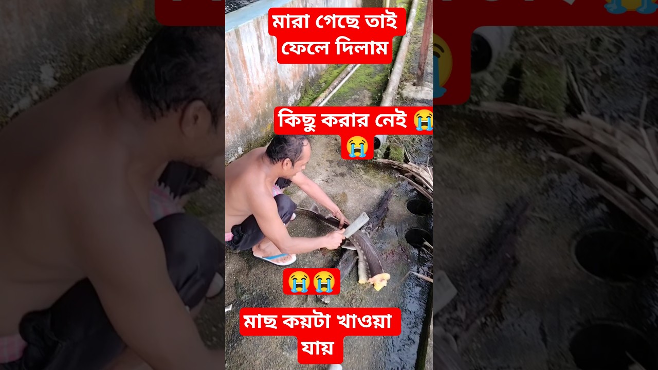 মাছটা মারা গেছে তাই ফেলে দিলাম, কয়টা খাব মাছ, তাই ফেলে দেই #fishing #fish #food #fishcutting