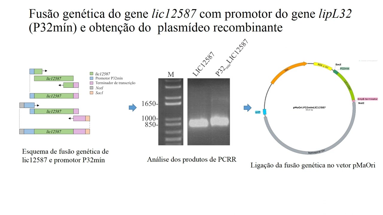 Leandro Kochi:  L. biflexa recombinante como ferramenta para caracterização funcional da LIC12587