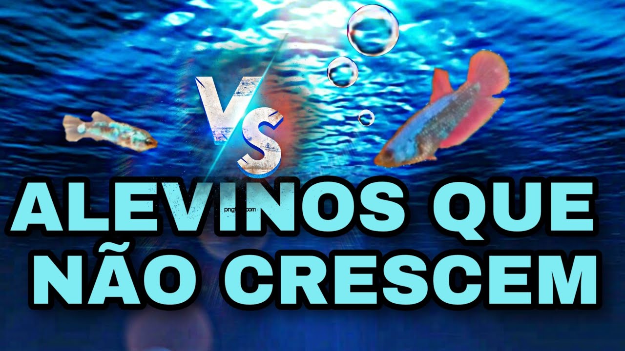 COMO  ACELERAR  O CRESCIMENTO  DOS  ALEVINOS  DE  BETTA