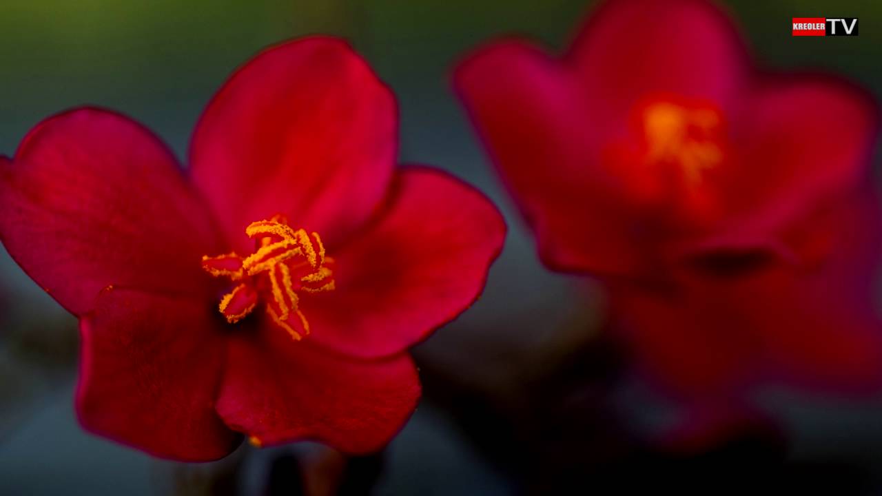 Jatropha integerrima - Flore importée à la Réunion.